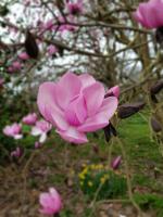 Albums/20200303-Kew Gardens/4